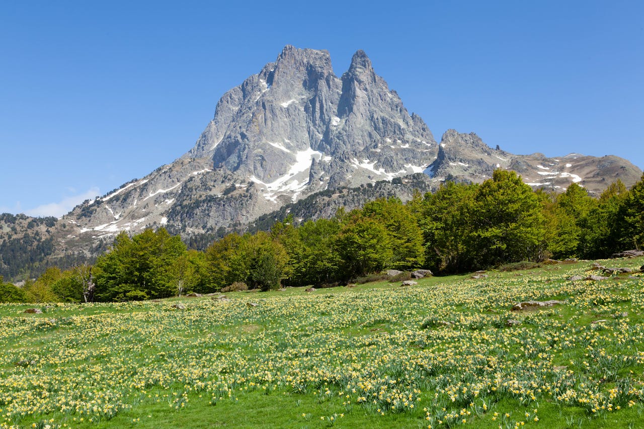 Scenic mountain landscape with blooming flowers in Laruns, Nouvelle-Aquitaine, France.
