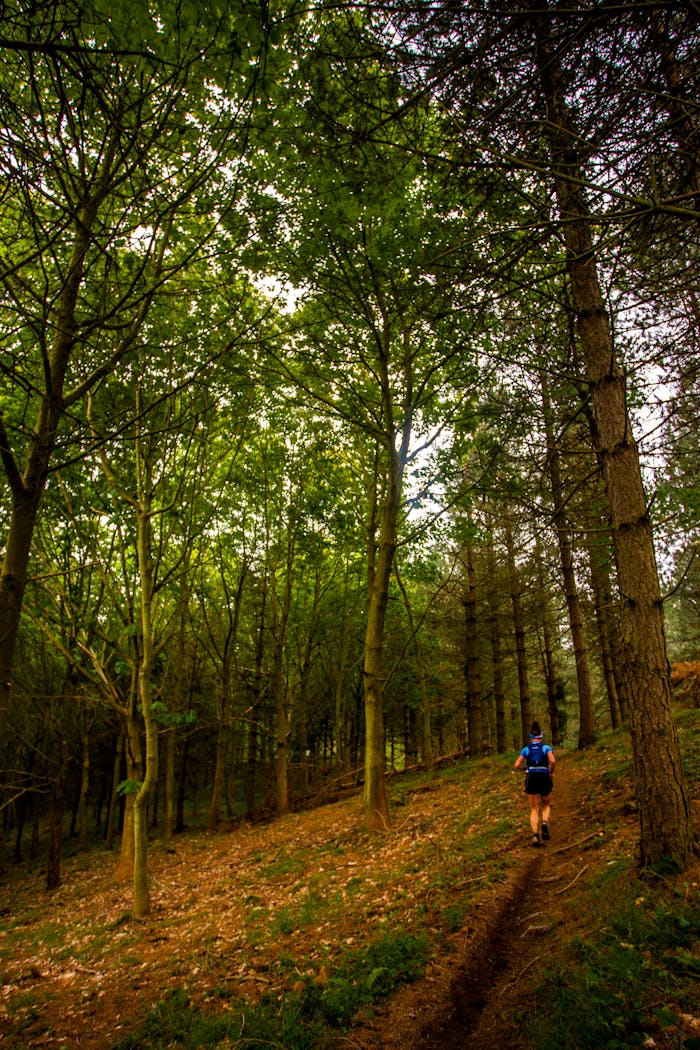 A solitary jogger explores a serene forest trail surrounded by vibrant fall foliage.
