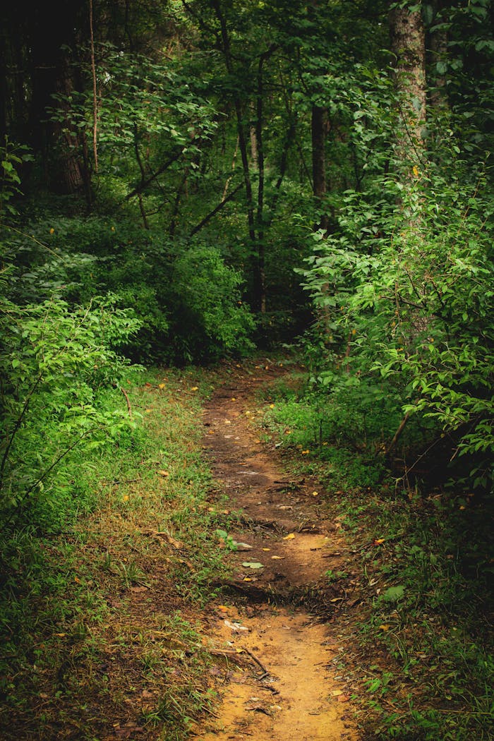 Explore a serene forest pathway surrounded by lush greenery, ideal for hiking adventures.